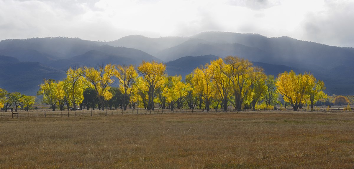 Illuminated Trees.jpg