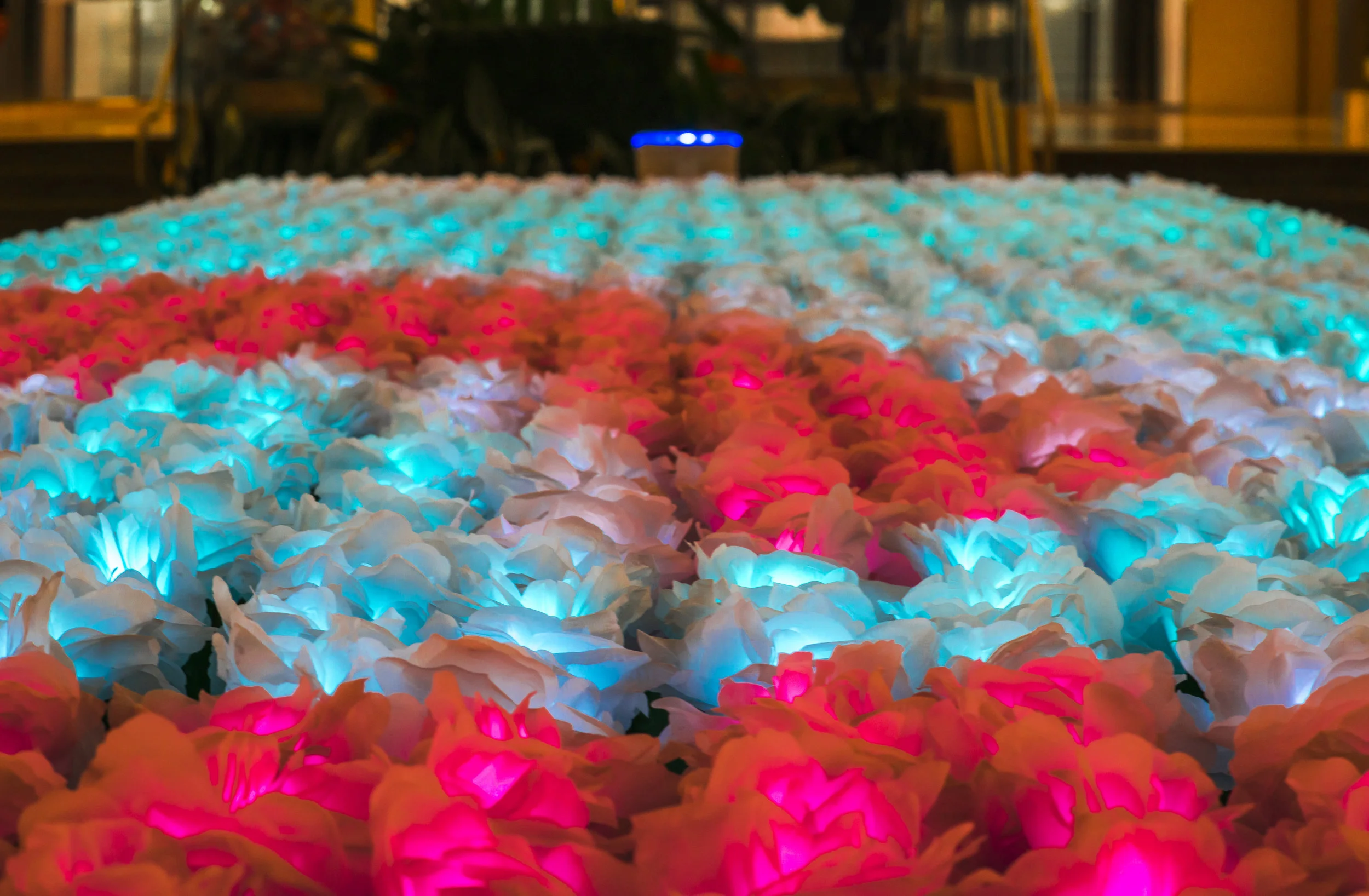 Sherway Gardens - Garden of Light