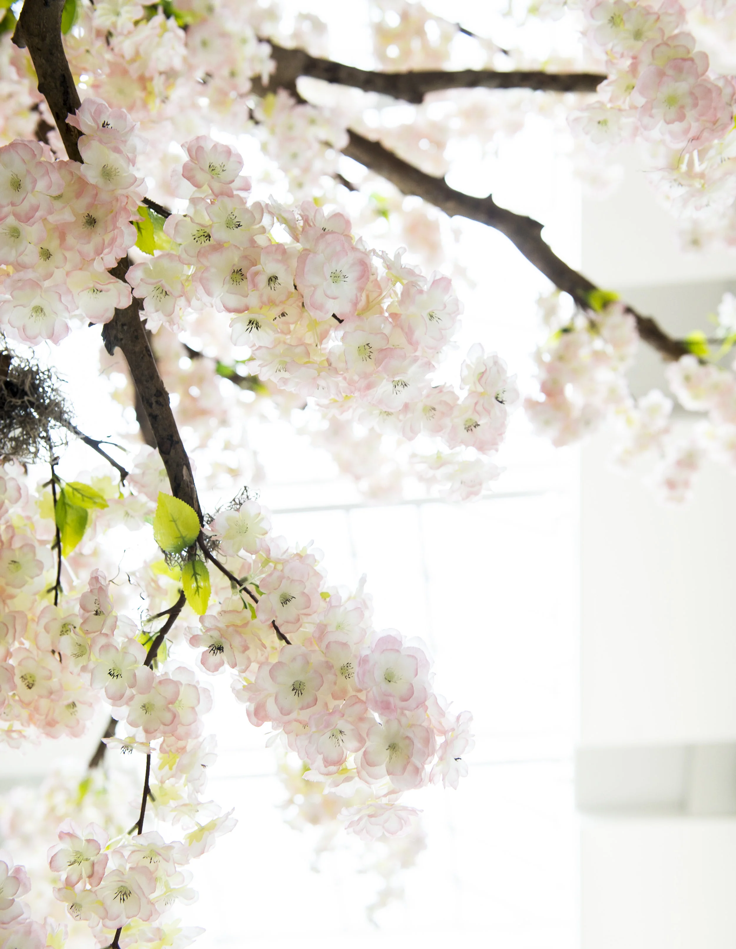 Limeridge Mall - Cherry Blossoms