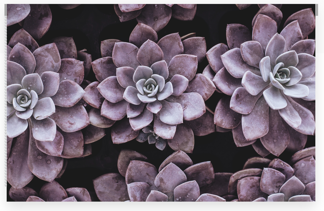 Succulent Printed Window Shade