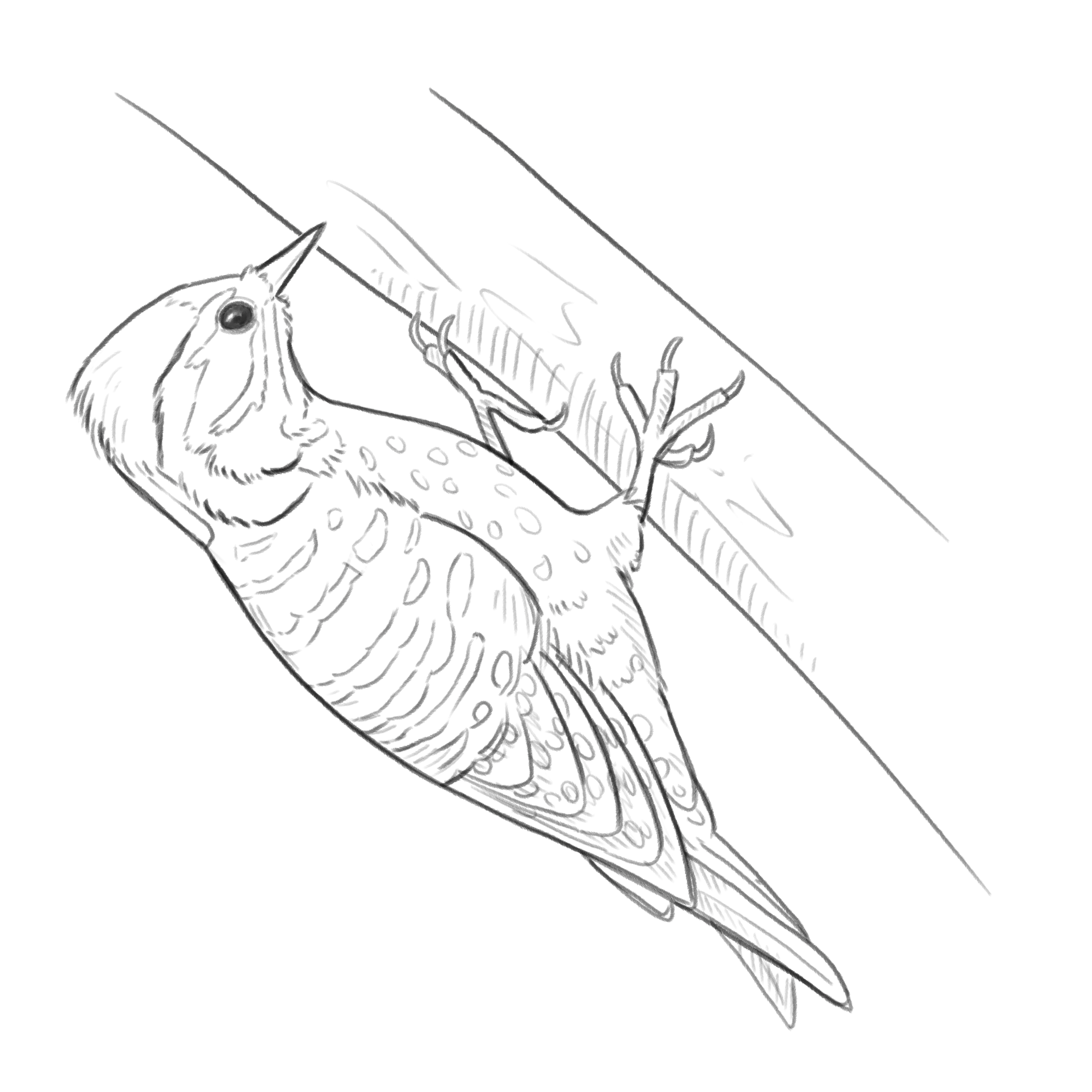 Nuttall's Woodpecker