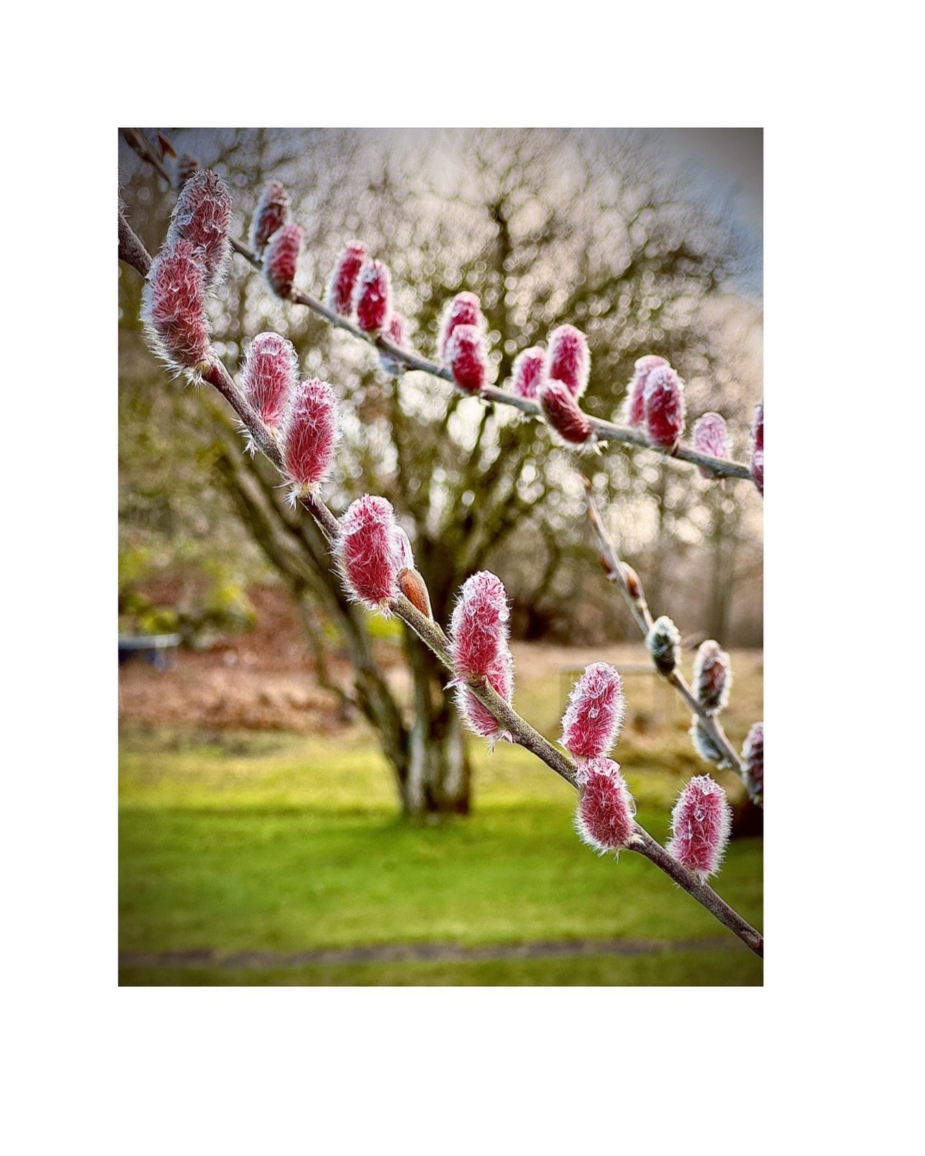 V&aring;r favorit.

#Salixchaenomeloides&rsquo;Mt.Aso&rsquo; #v&aring;rtr&auml;dg&aring;rd #permakultur