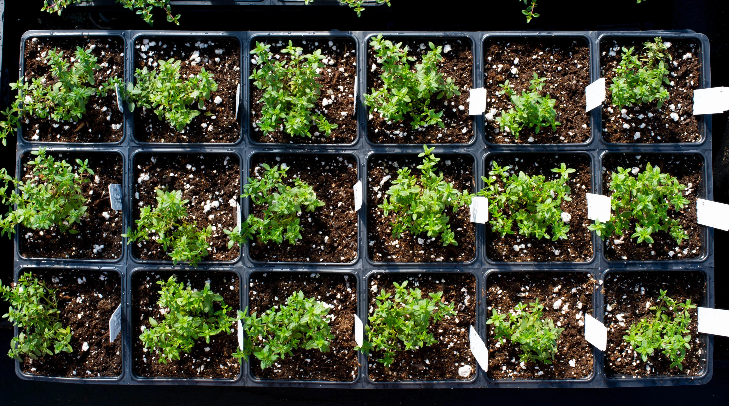 seedlings (4 of 4).jpg
