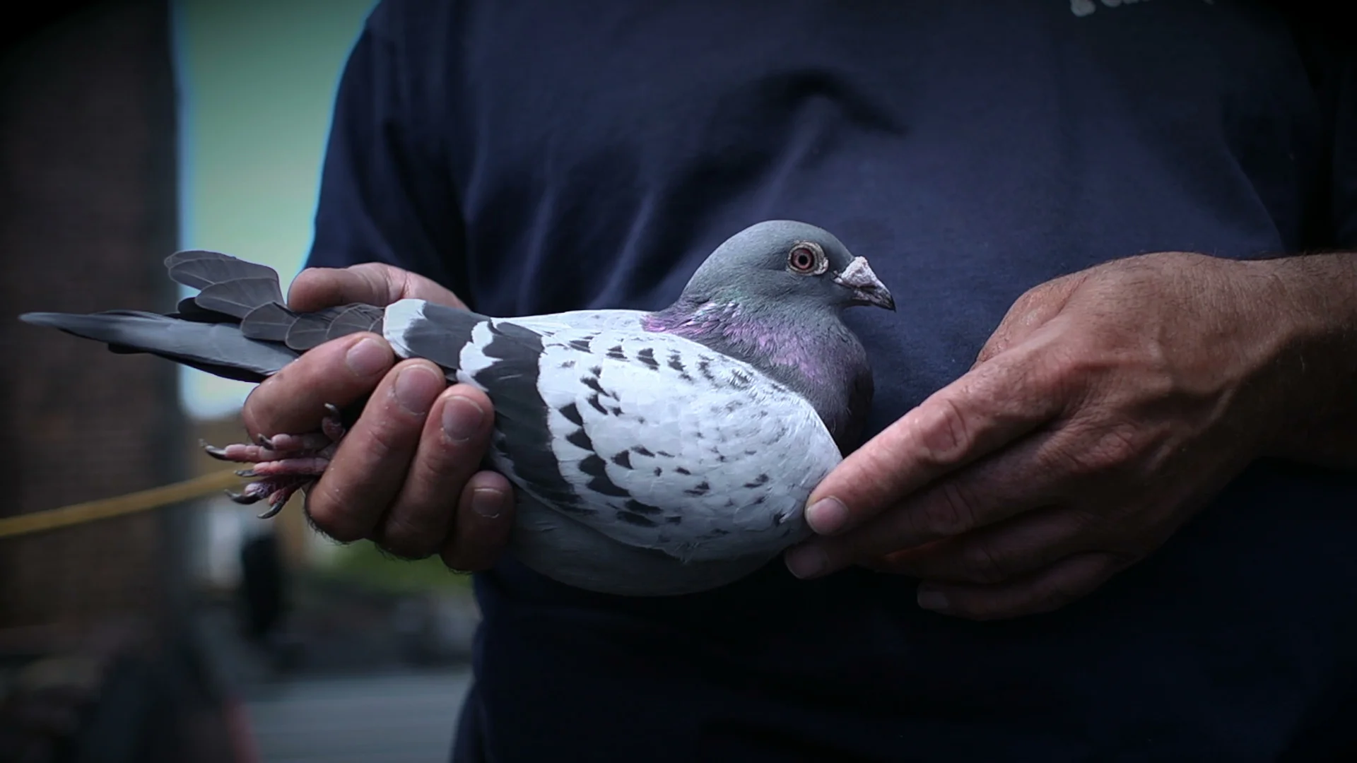 pigeon-bird-eye-animal-feather-plumage-wings-tail-brooklyn-coney-island-new-york-hands-photo.jpeg
