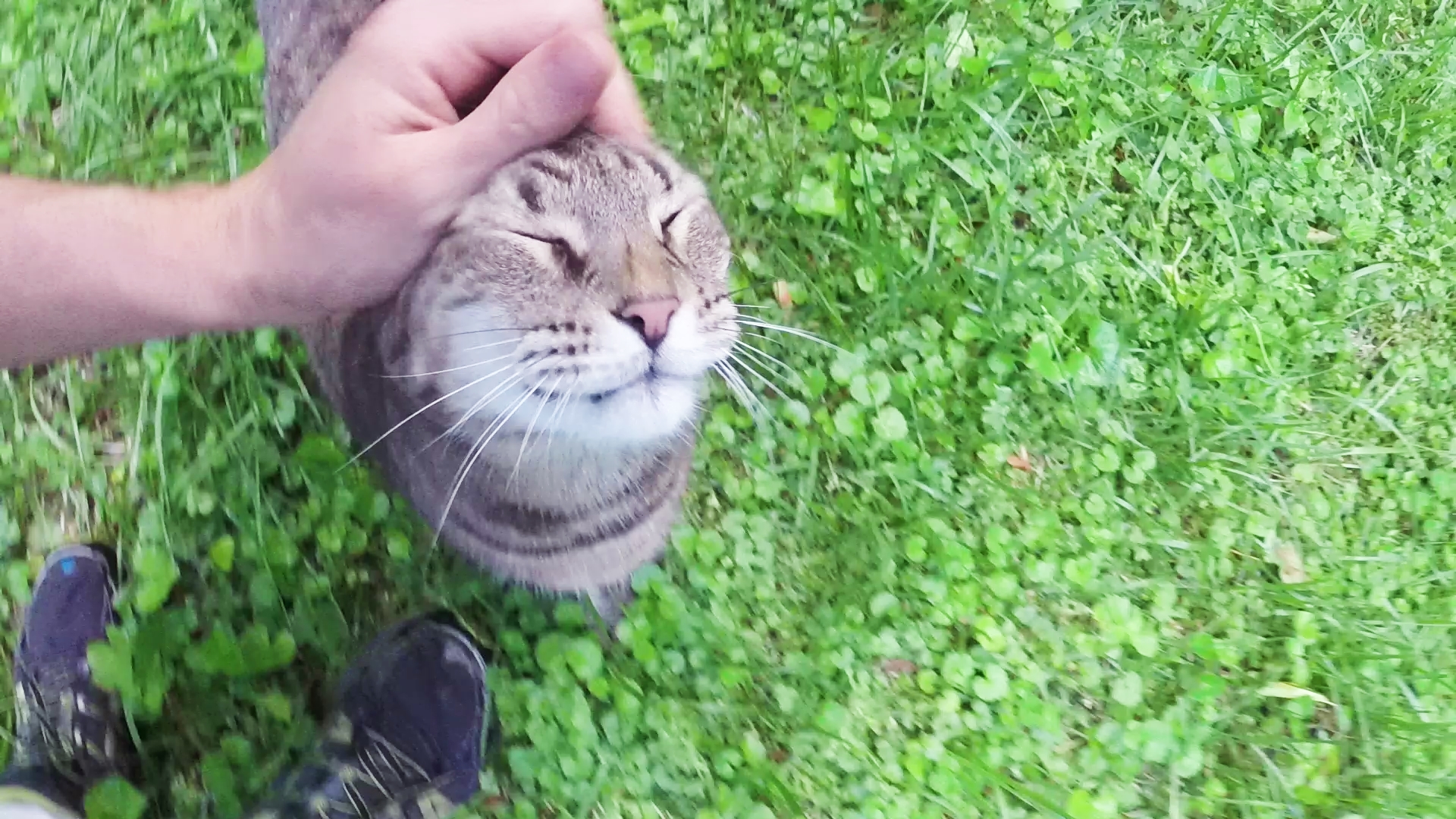 Fuzzyhead