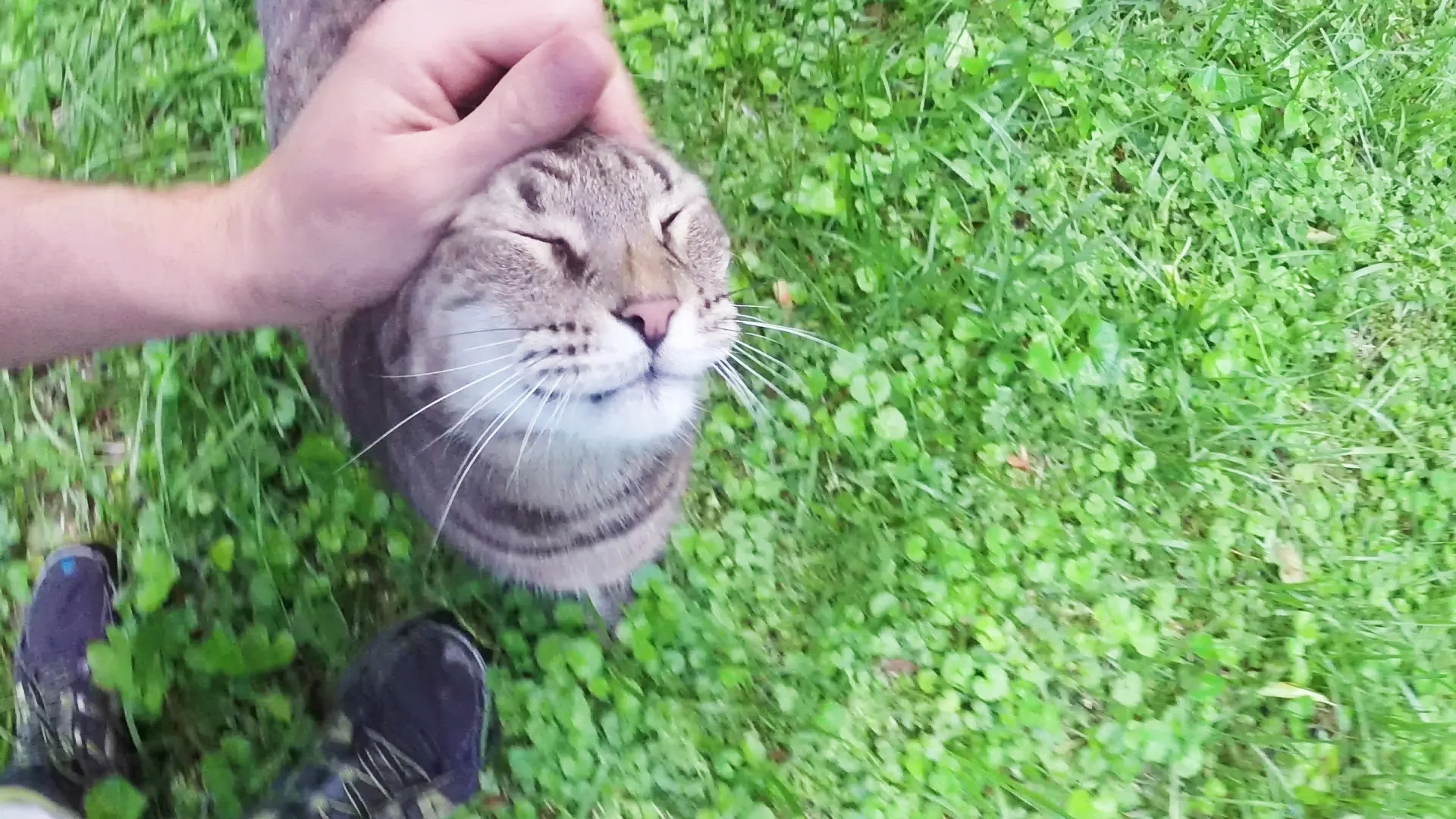 Fuzzyhead