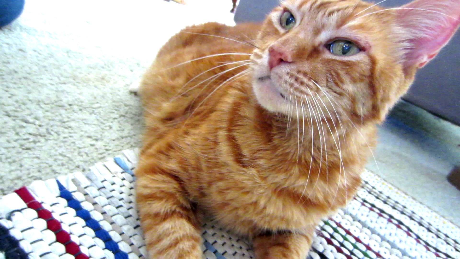 Tigger