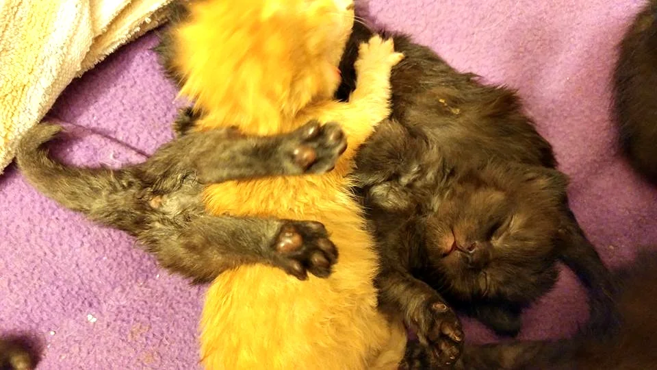 Baby Foster Kittens