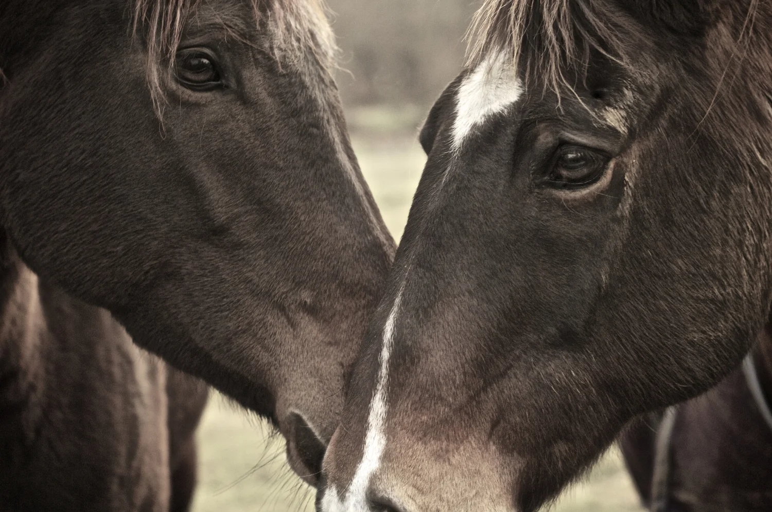 horses 0027 retouched.jpg