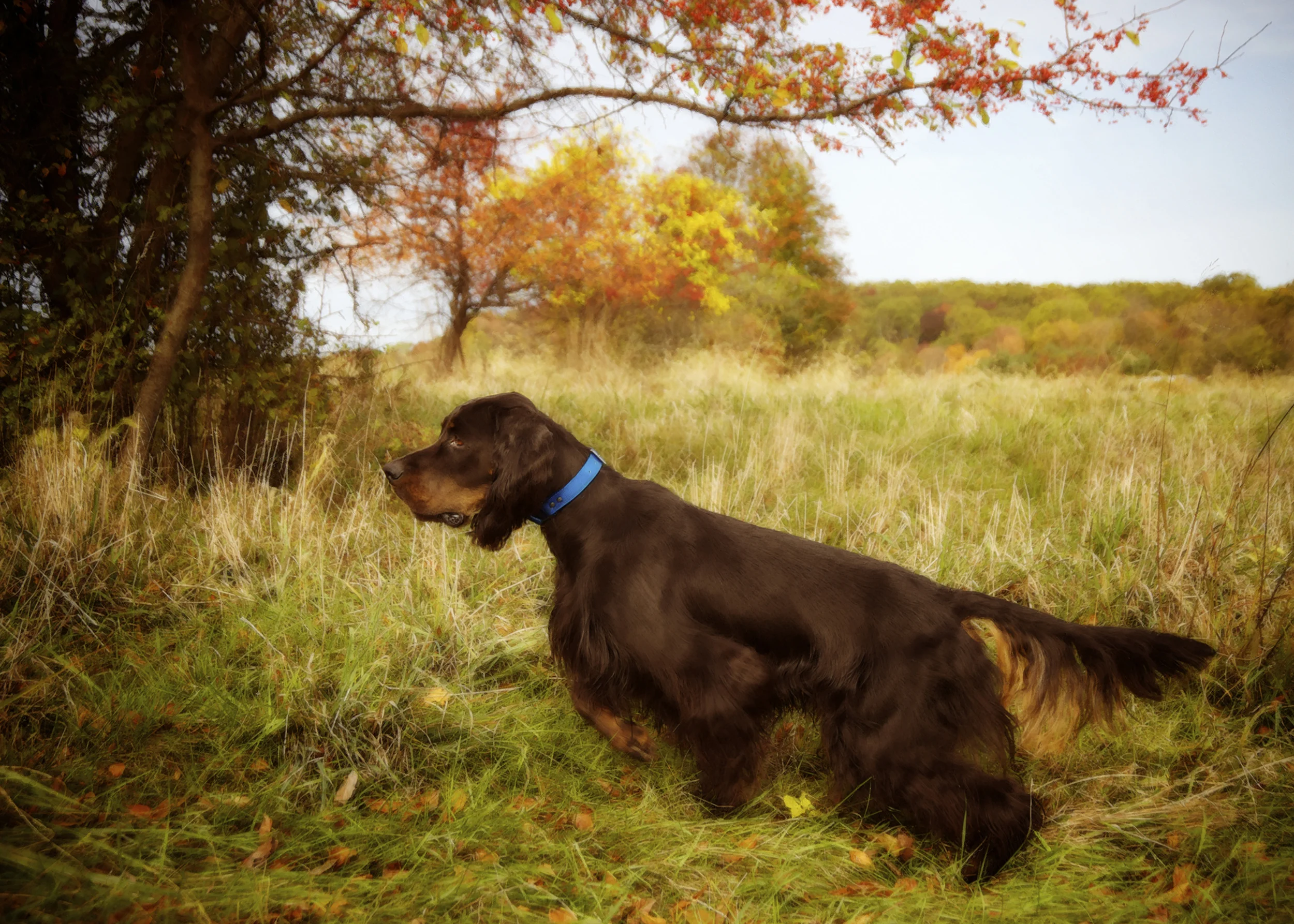 gordon setter 1645.jpg
