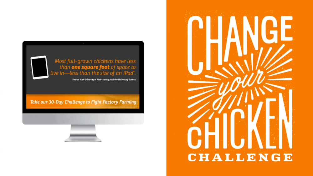 chicken1.gif