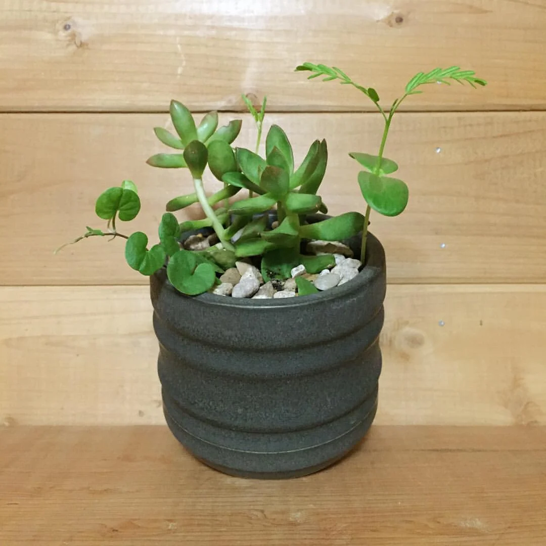 AWF succulents.jpg