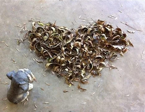 the leaves, they just blew this way
