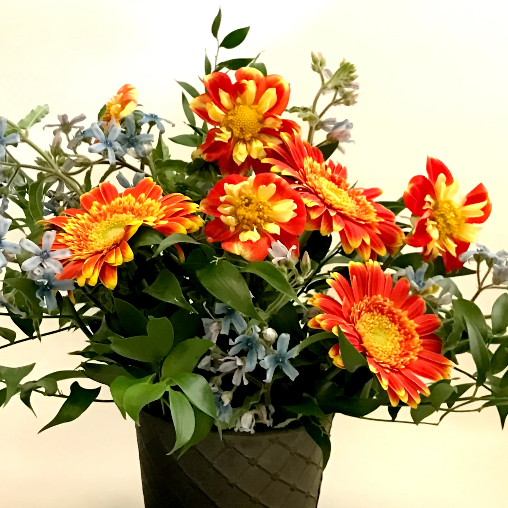 the peppiest dahlias