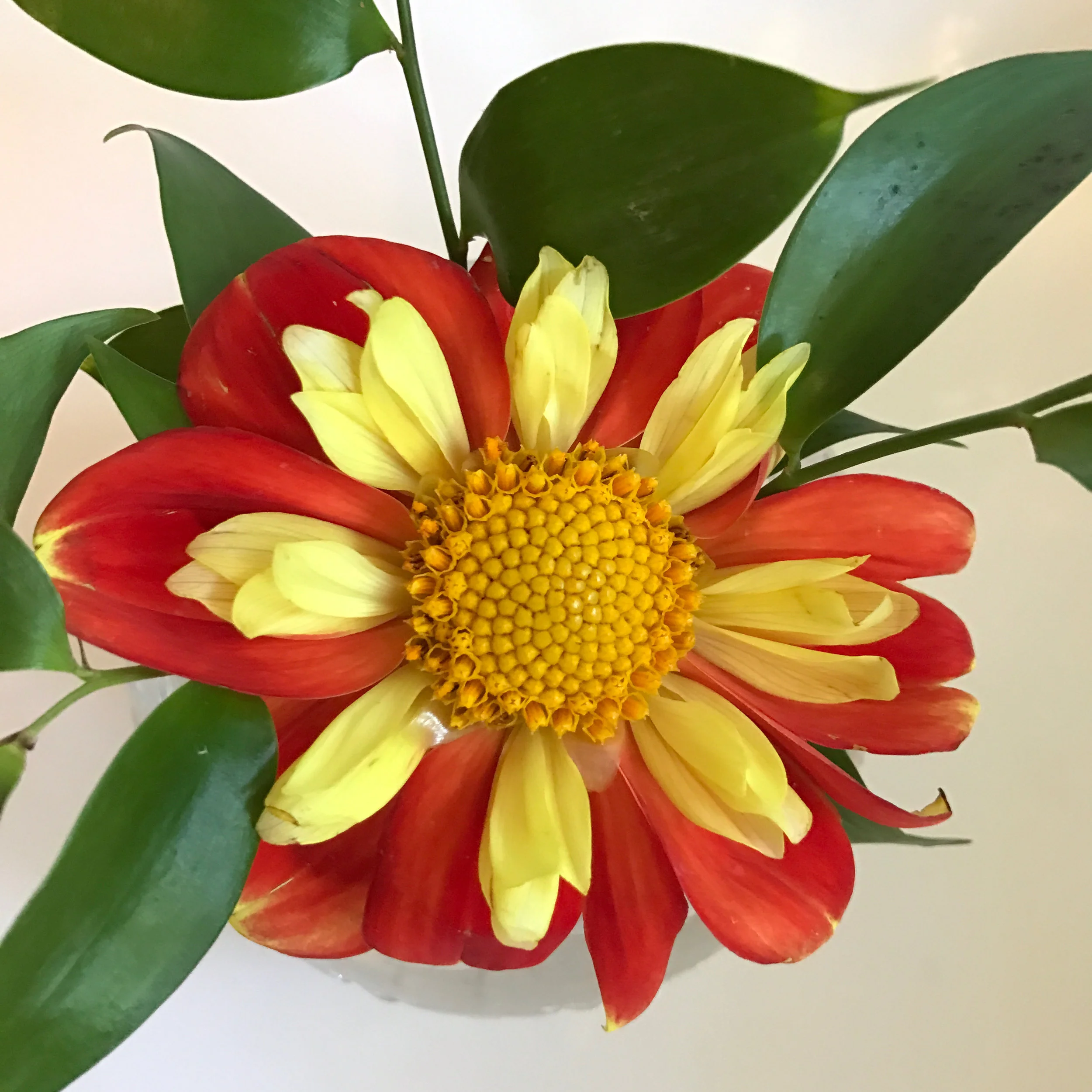 well Hello Dahlia