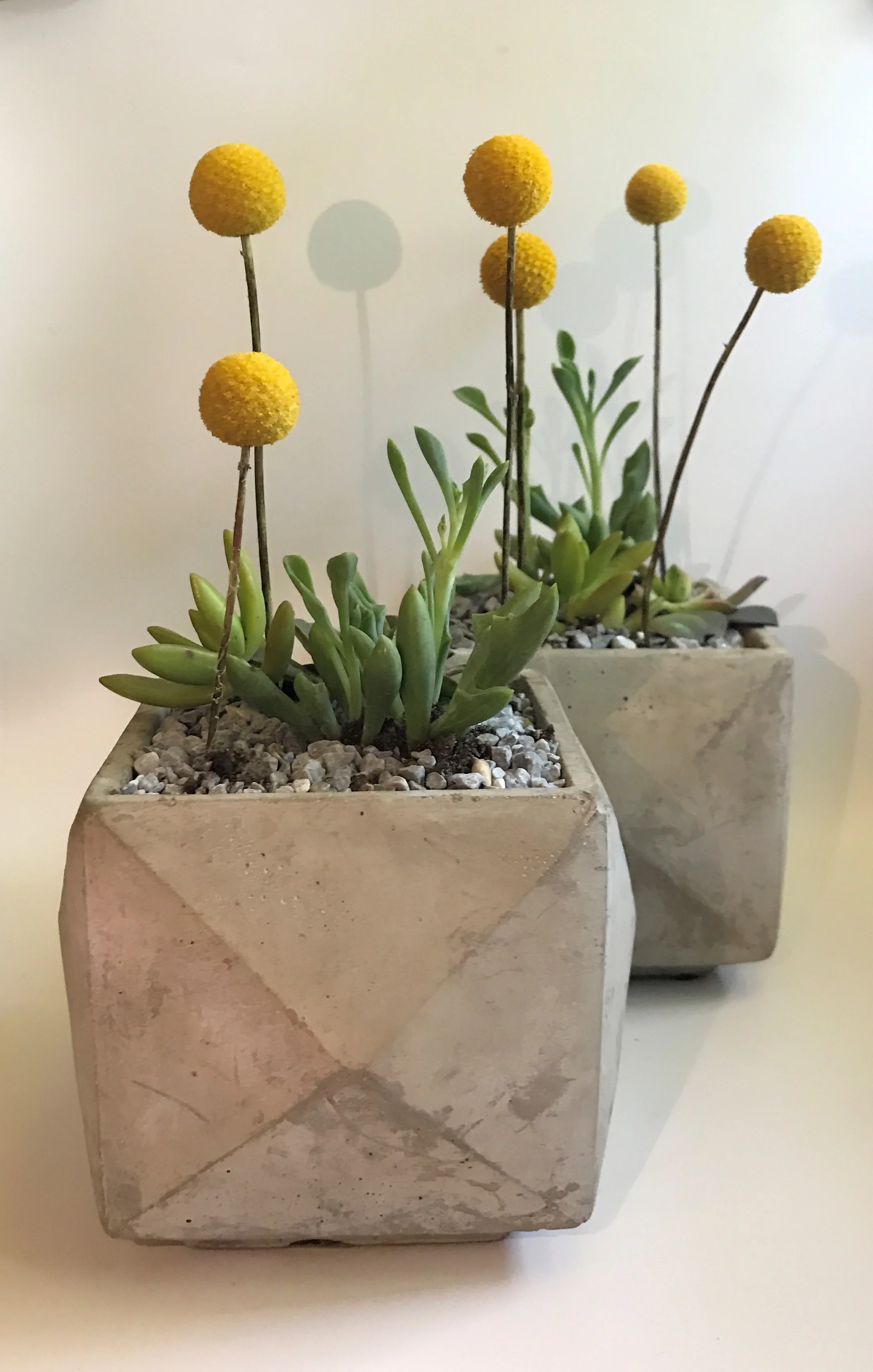 succulent chic