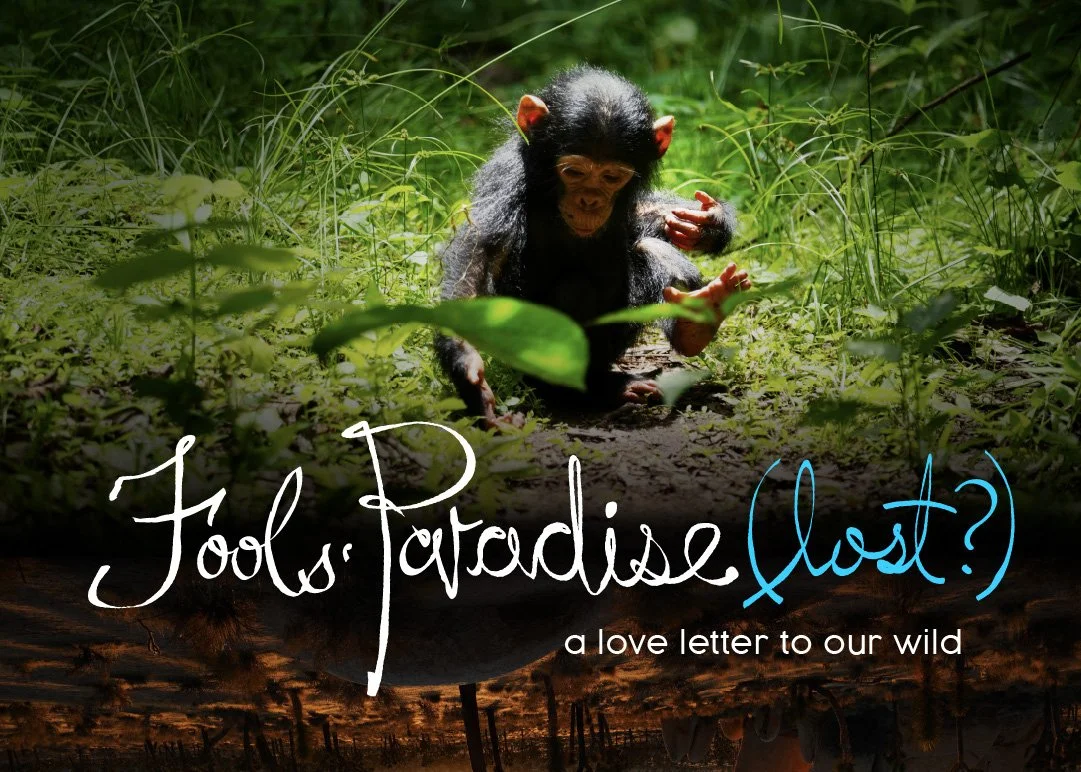 Fools' Paradise (lost?)