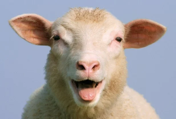 sheep-open-mouth.jpg
