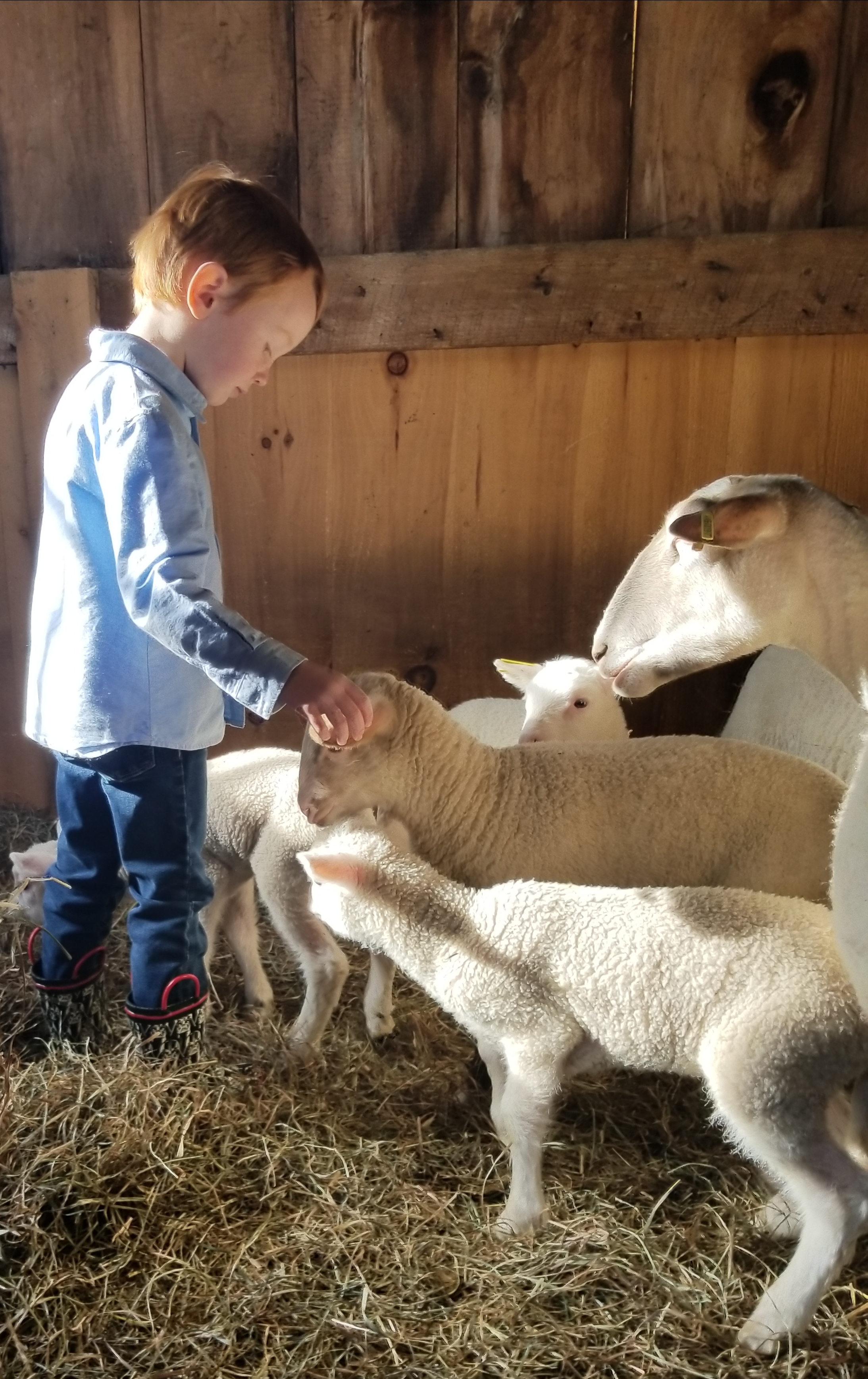 kid and lambs2.jpg