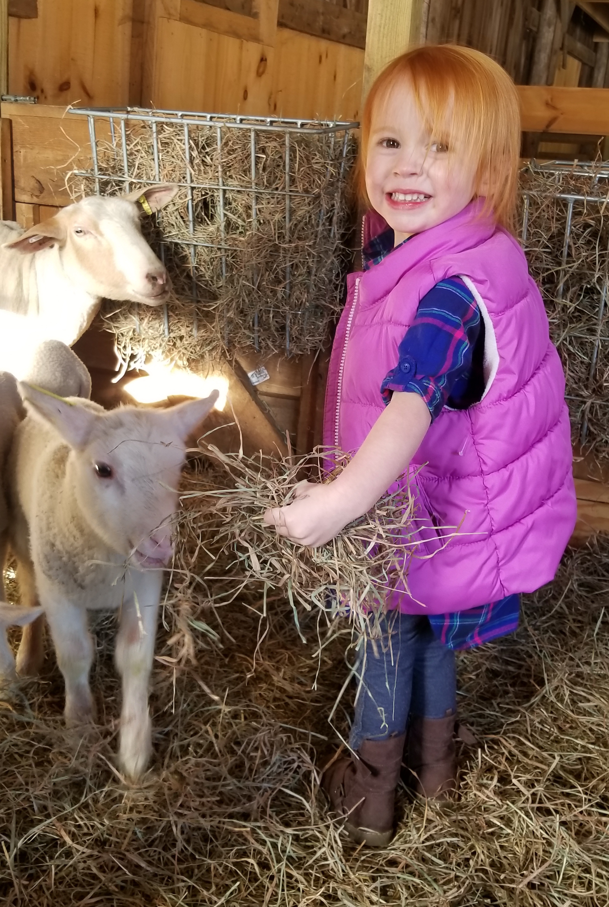 kid and lambs.jpg