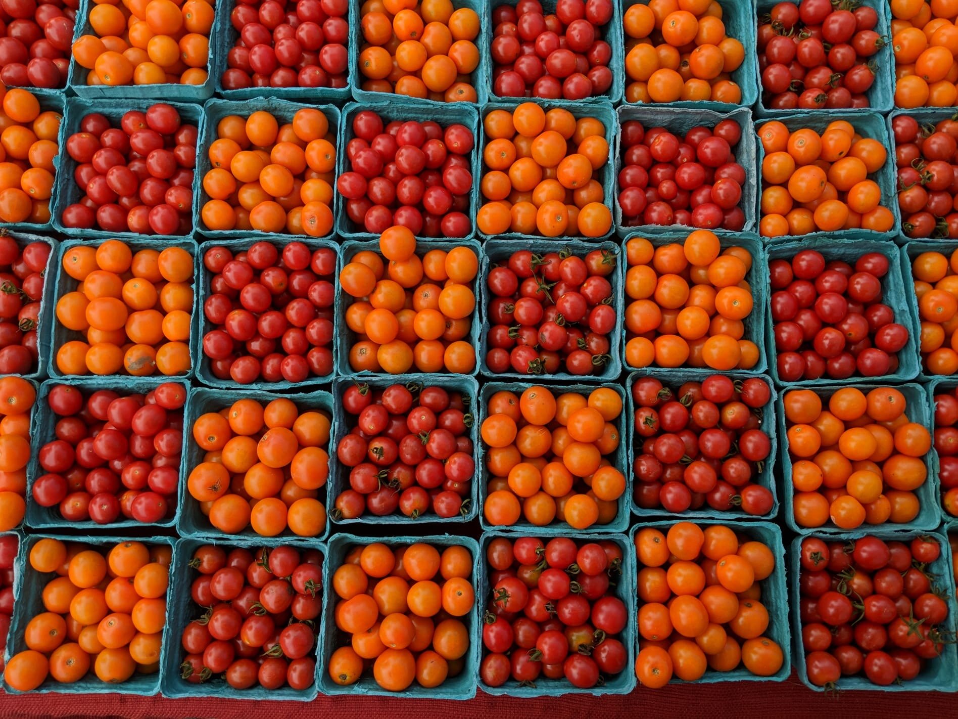 cherry tomatoes.jpg