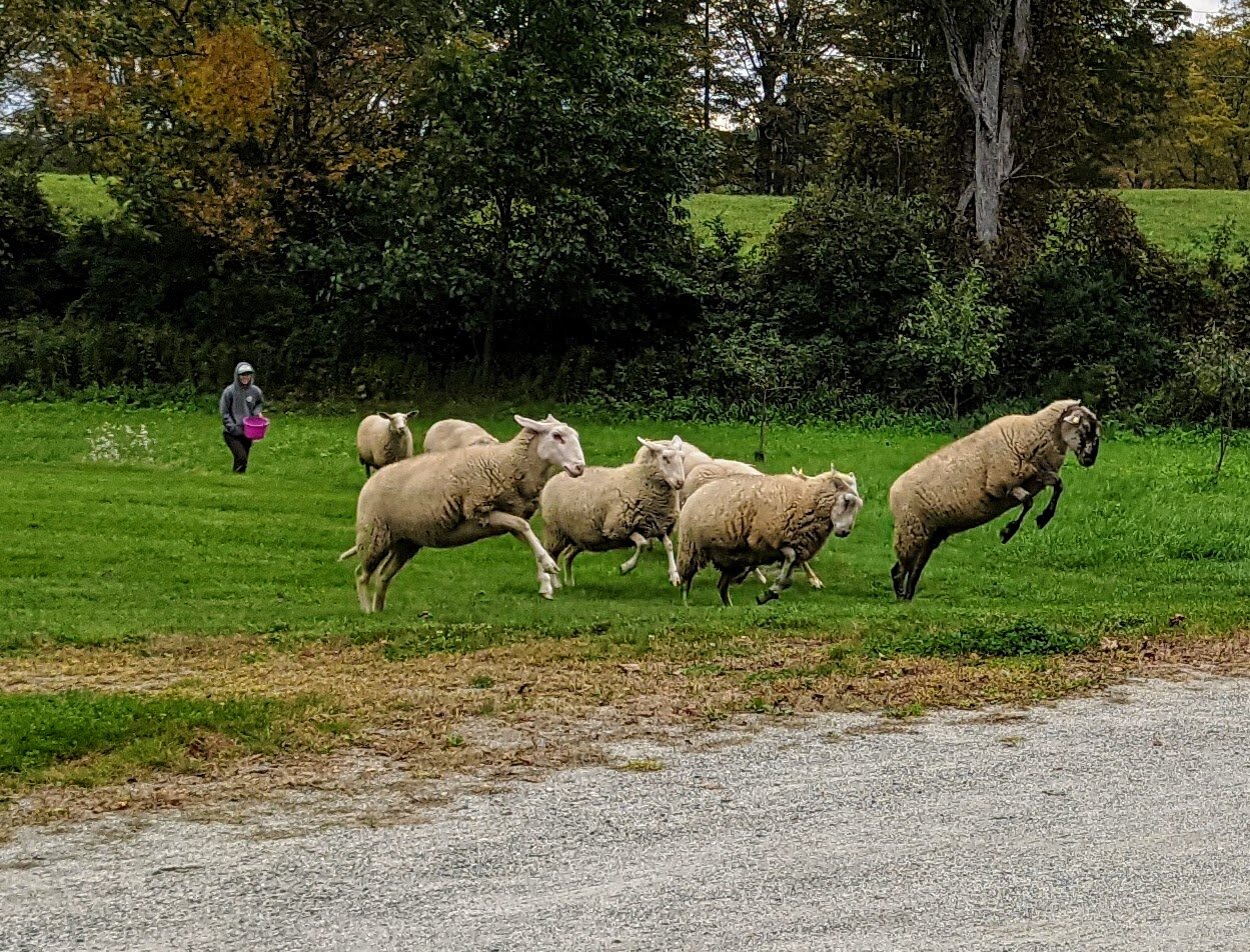 sheepjumping.jpg