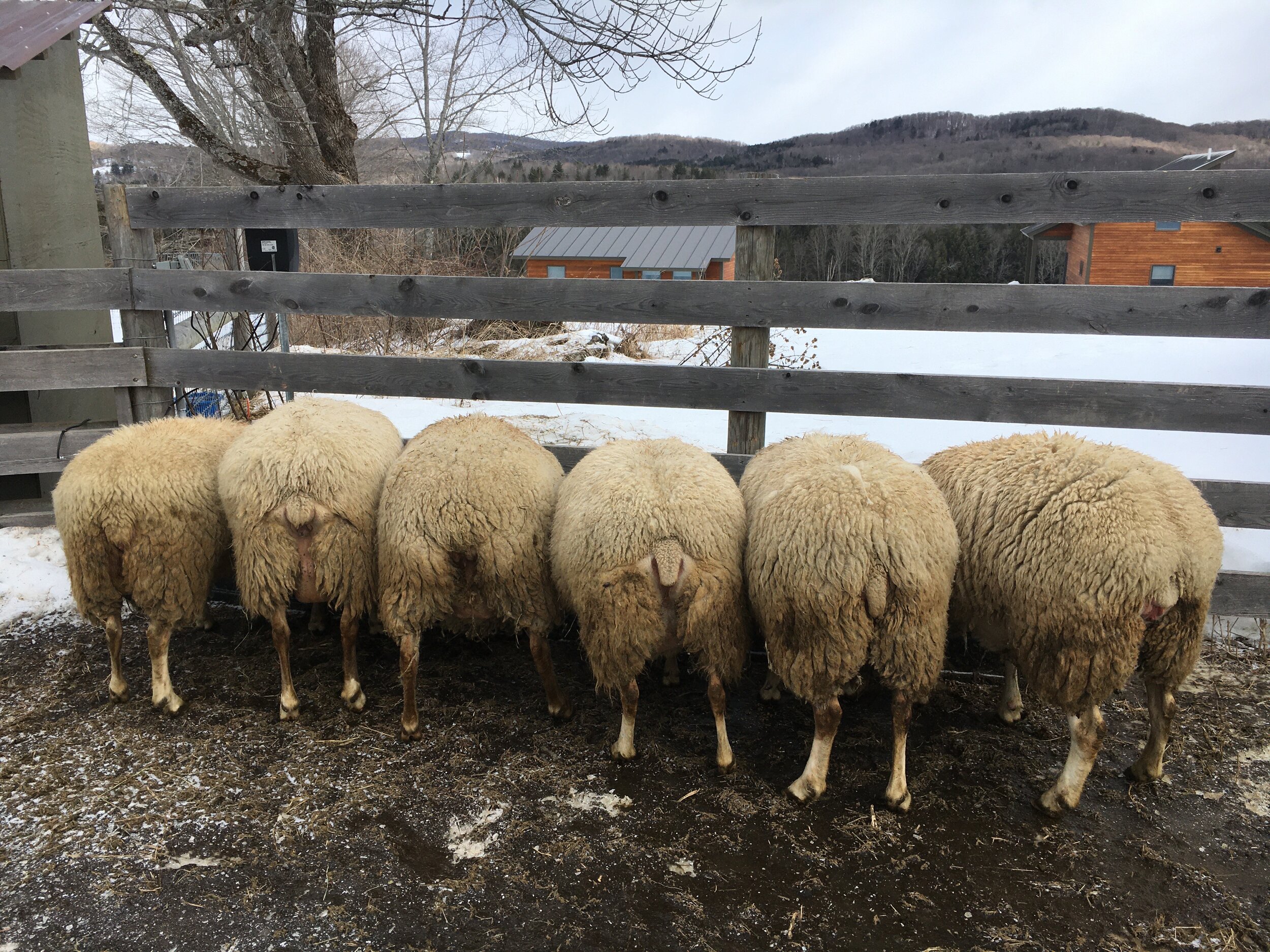 sheep at trough.jpg