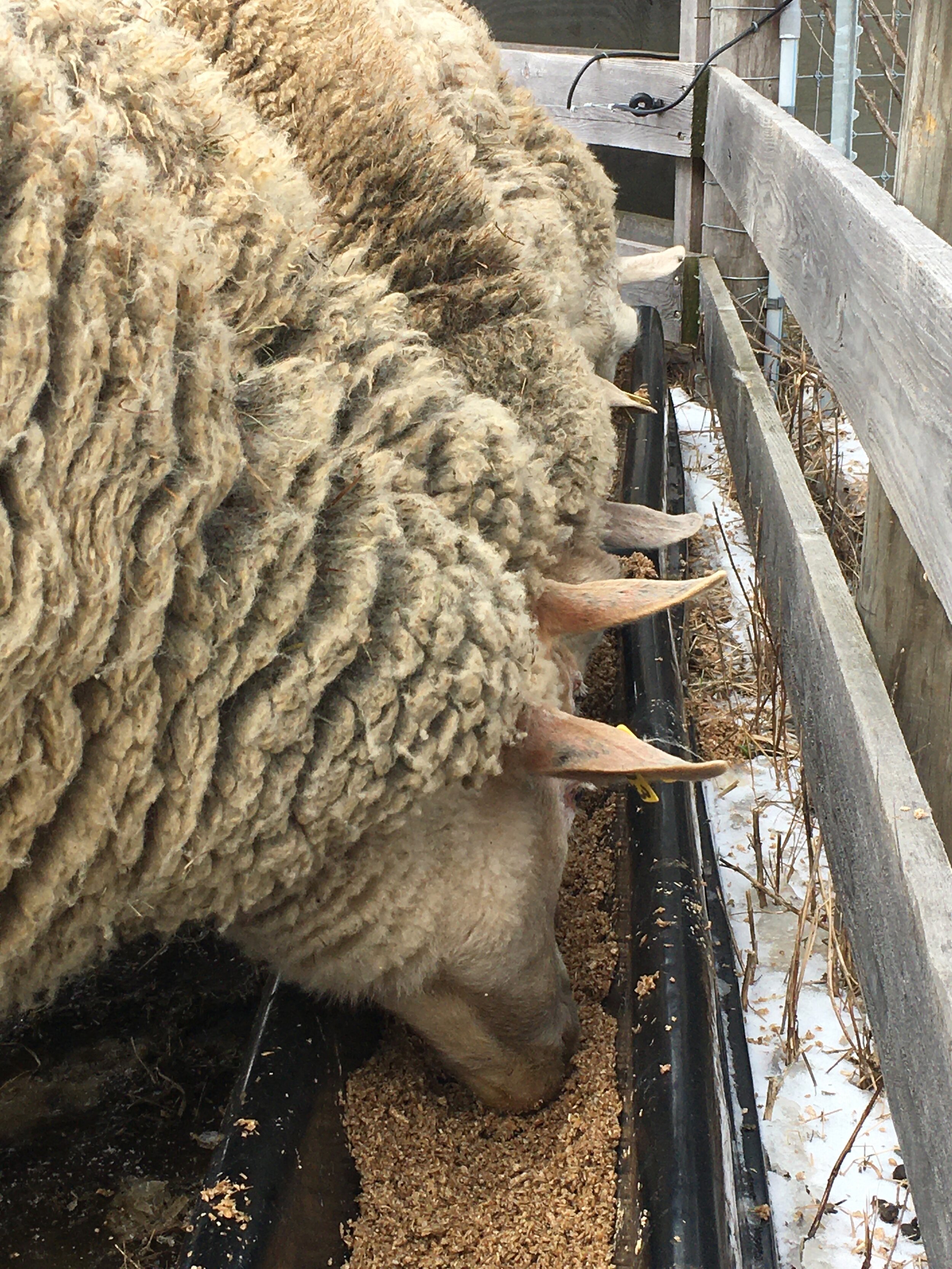 sheep eating grain.jpg
