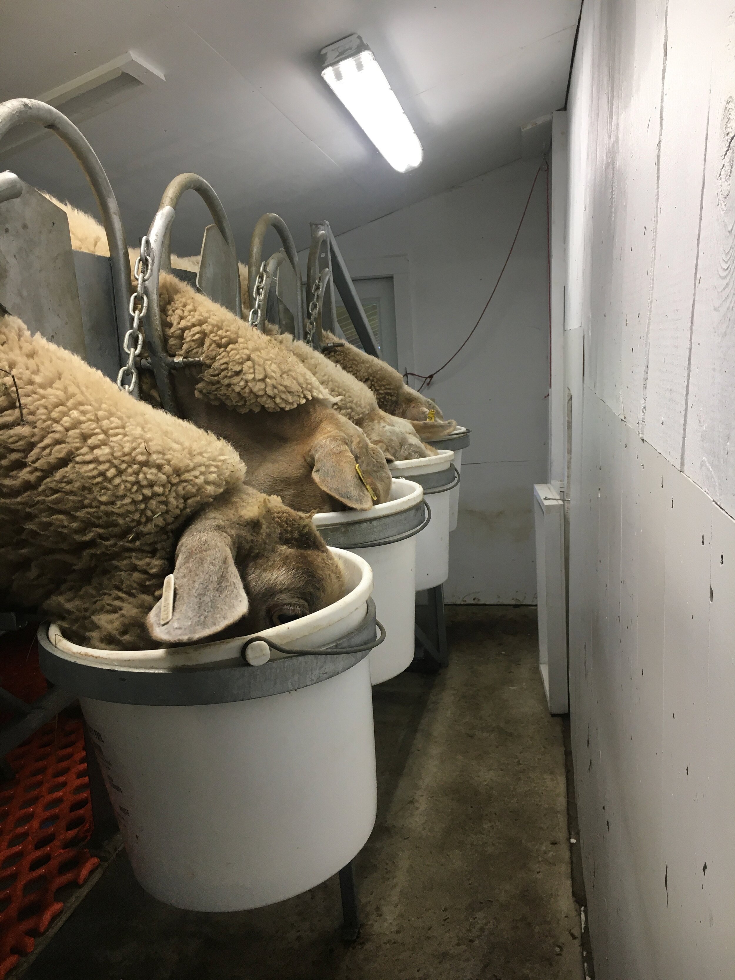 Sheep on milking stand