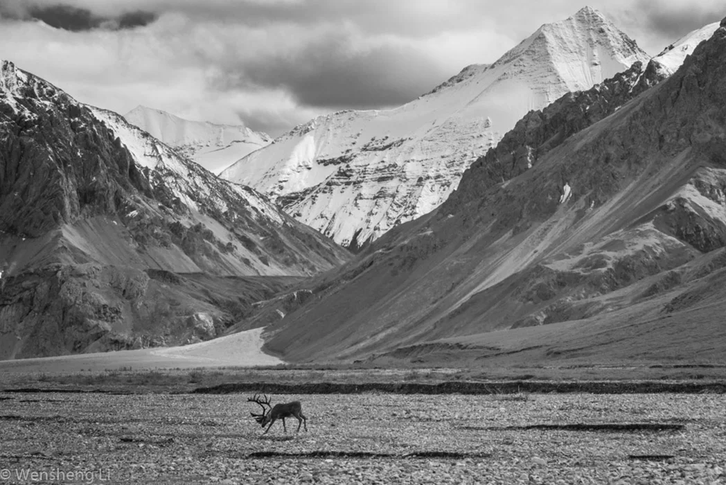 Denali National Park