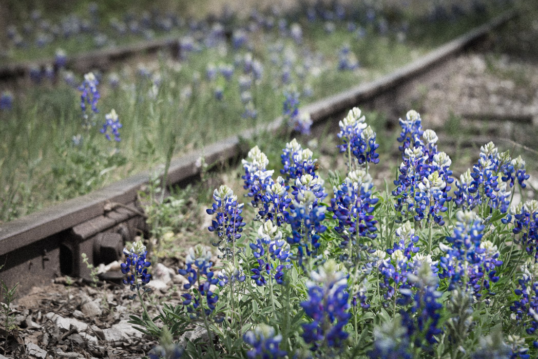 Blue Bonnets Texas