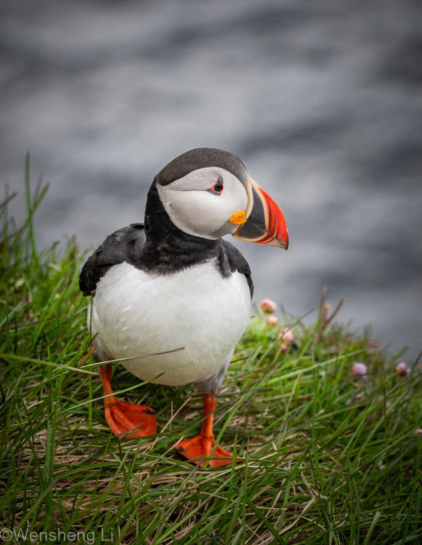 Puffins