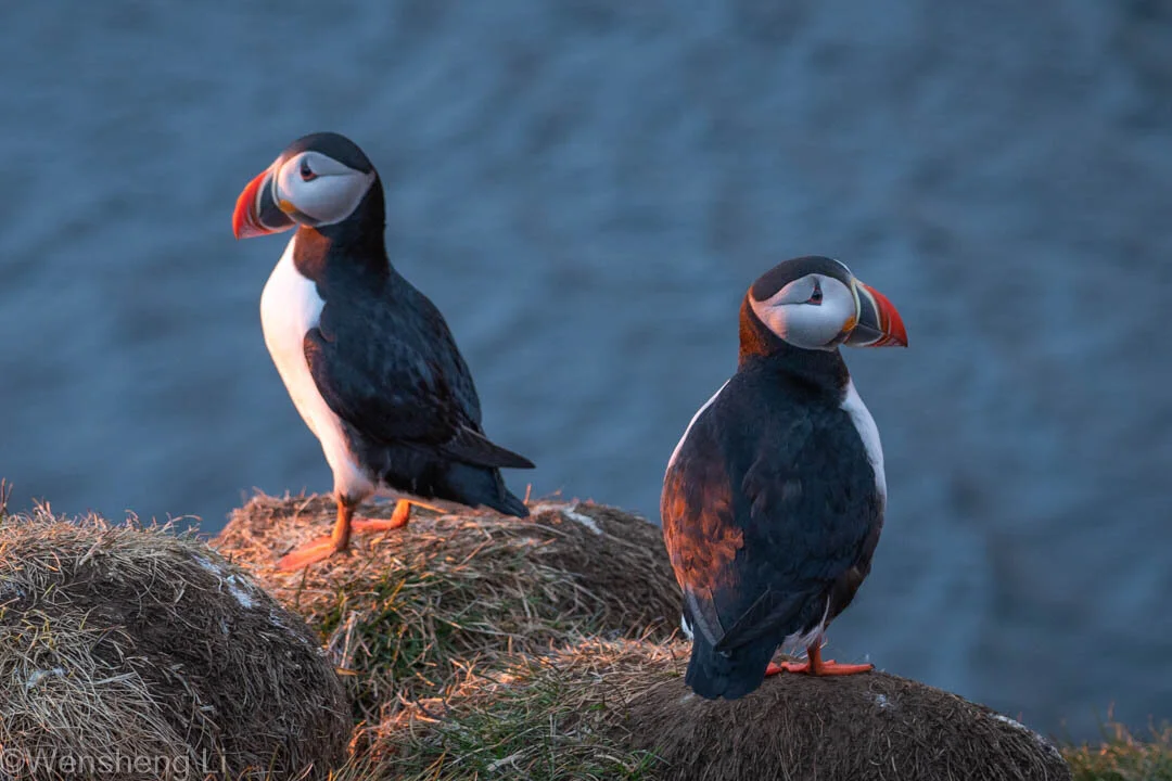Puffins