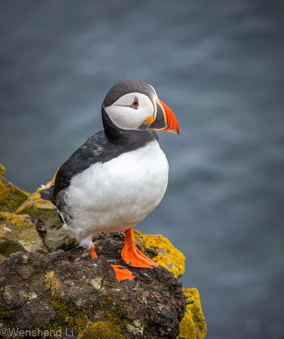 Puffins