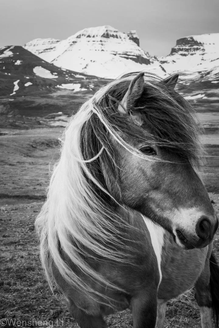 Icelandic Horse