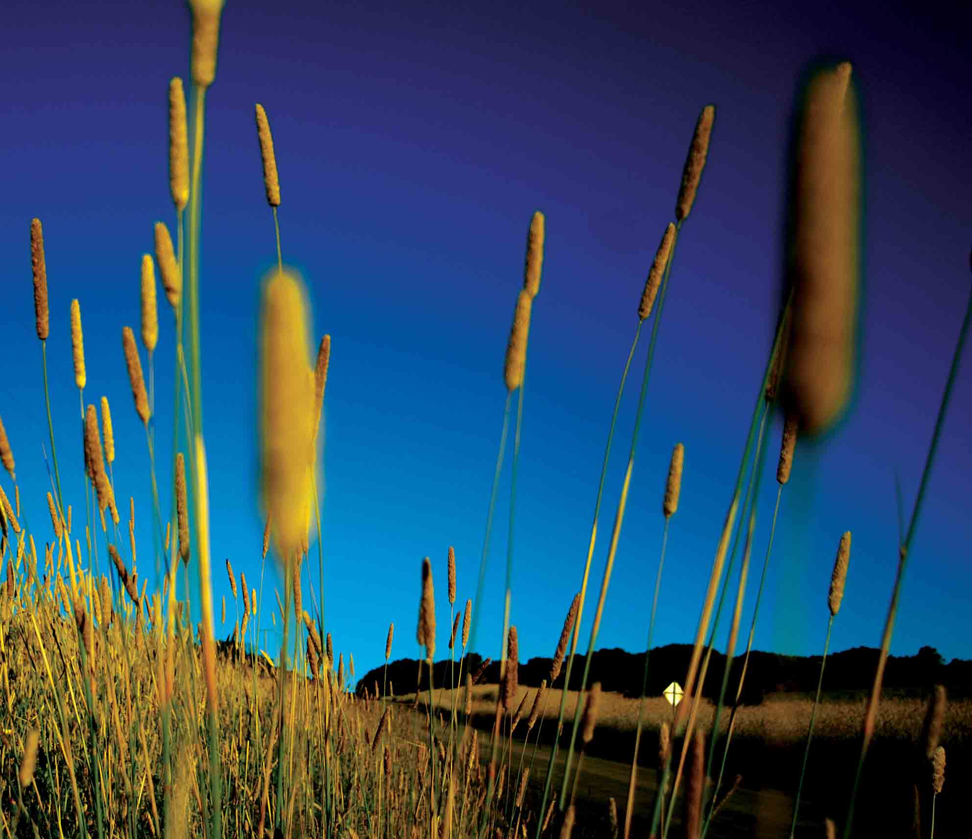Grass 2