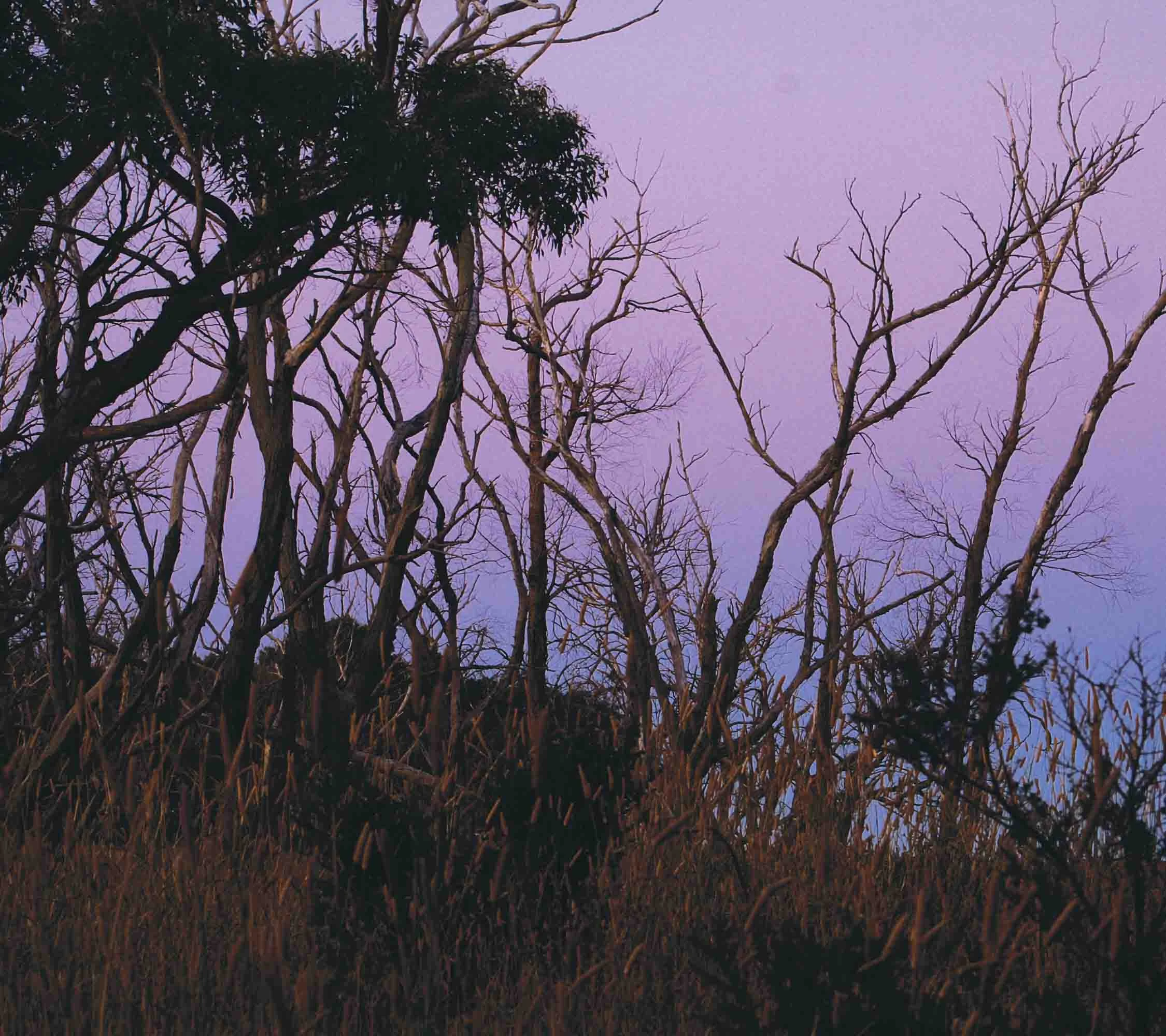 Twilight Trees