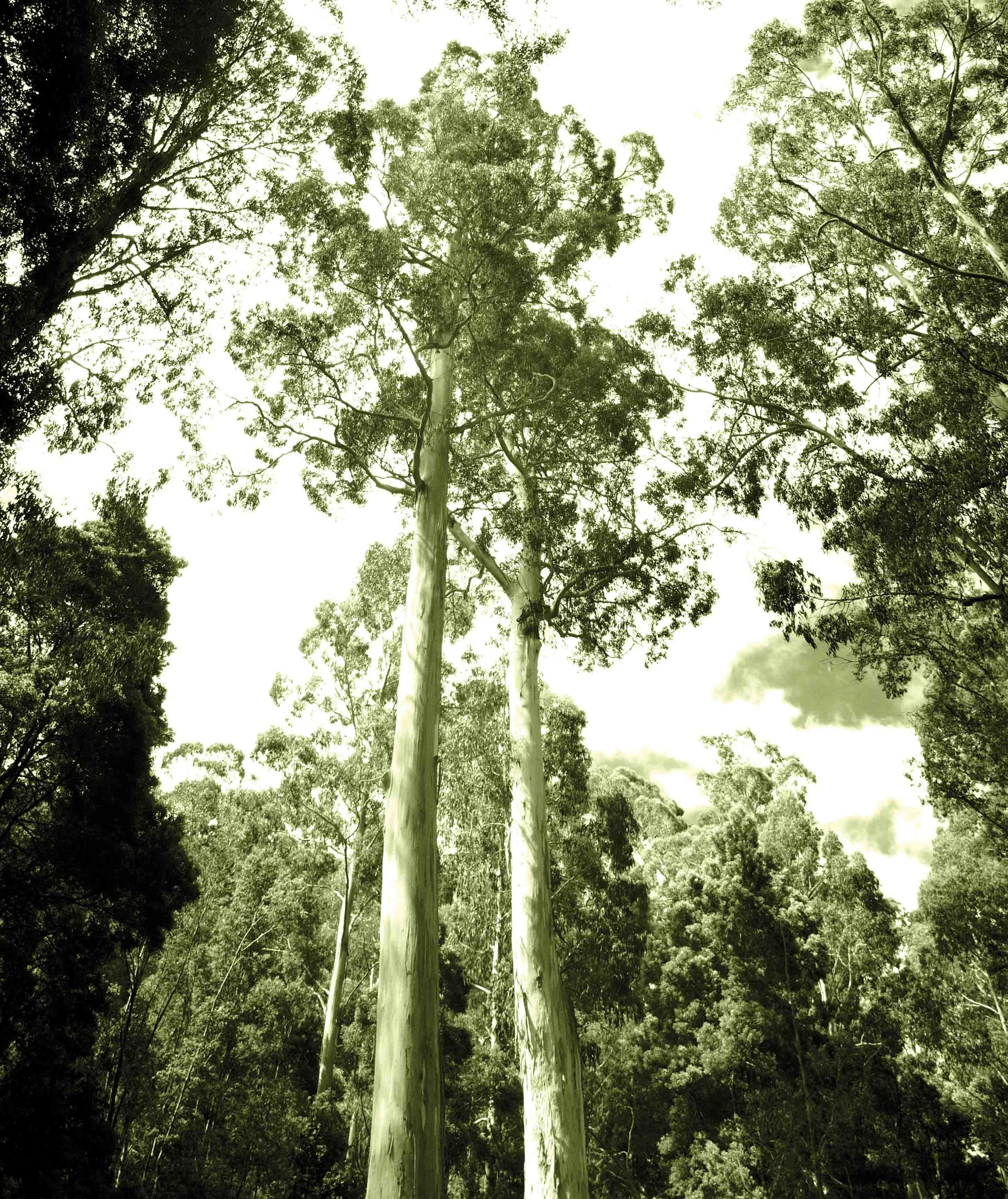 Twin Trees