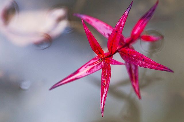 Once it wakes up from a long winter sleep fireweed never stops partying.  Even long after the insane pink plumes of blossom have fallen away chameron angustifolium resurrects itself one last time as cold winter rains begin again&mdash;overnight the d