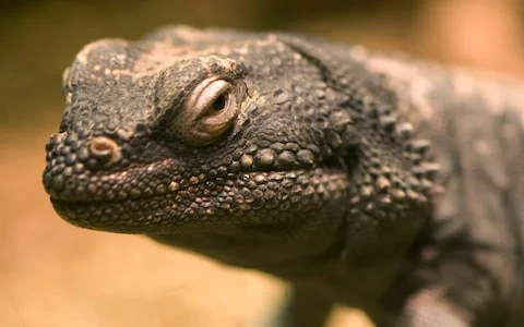 lizard.jpeg