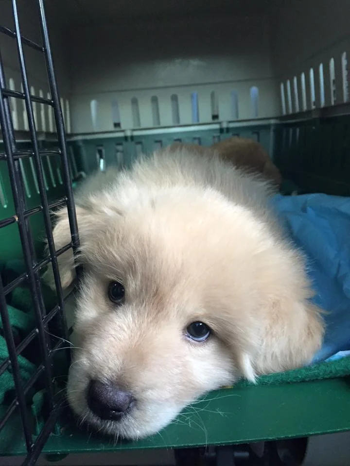 rescuepetsarethebest_kira5.jpg