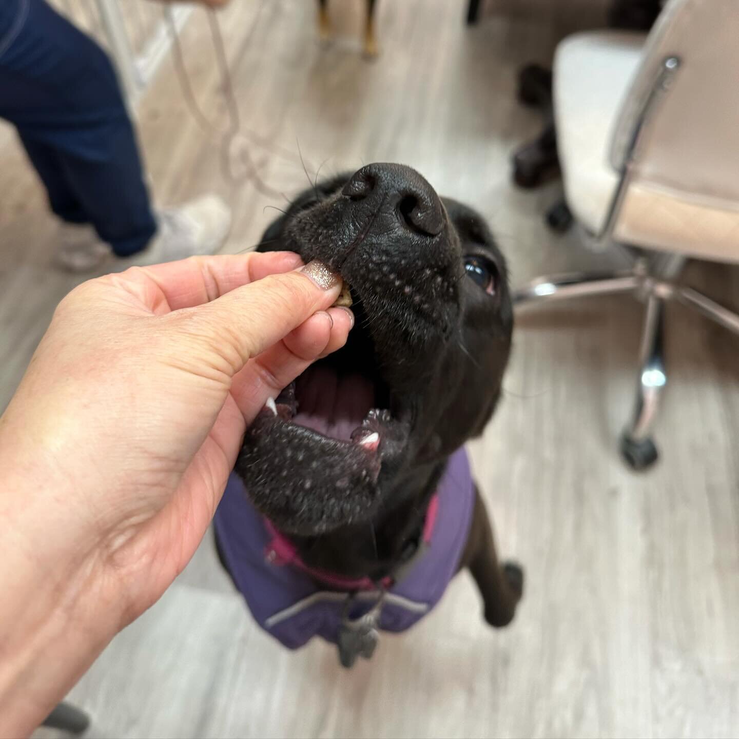 Sweet girl Lucy is enjoying her after bath treat time! 🩷🐶🩷🎄🎁🐾🐾 
#labmix #beaglemix #labbeaglemix #cutedog #dogbath #happydog #cagefreegrooming #grooming #doggrooming #raleigh #raleighgrooming #raleighdoggrooming