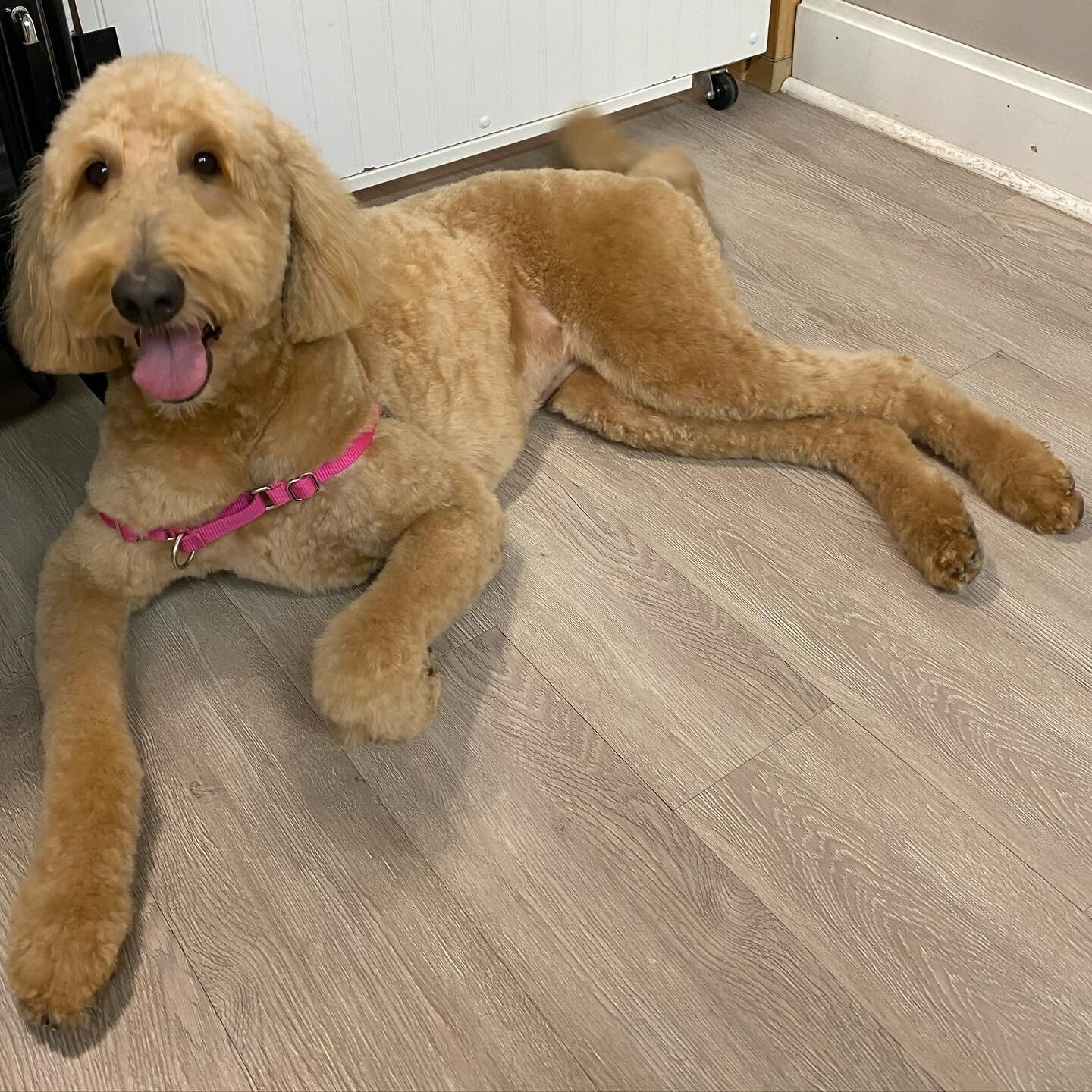 Happy Beautiful Sunday! -Joanie 🩷🤍🩷🐶🩷🤍🩷 
#goldendoodle #goldendoodlesofinstagram #goldendoodlegrooming #goldendoodles #doodle #doodlegroomer #doodlegrooming #raleighdoggroomer #raleighdoggrooming #happydog #raleigh #cagefreegrooming