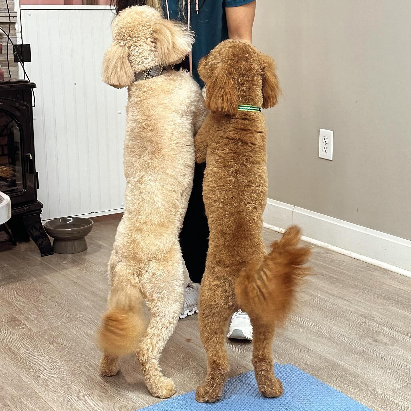 Happy Sunday! These two cuties are Jack and Joey! ❤️❤️🐶🐶🐾🐾 
#goldendoodlegrooming #goldendoodle #doodle #doodlesofinstagram #doodlegrooming #doodlegroomer #doodlesofraleigh #raleighgrooming #raleighdoggrooming #raleighdogs #grooming #doggrooming 