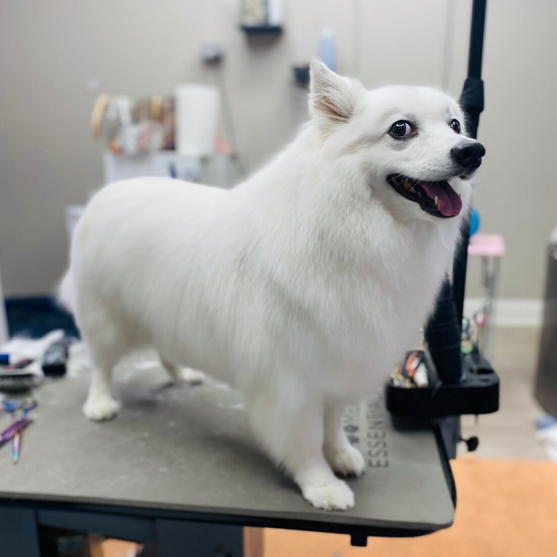 Hey! Hey! Hey! I&rsquo;m Gemini! ❤️🐶😘 
#americaneskimo #americaneskimodog #americaneskimosofinstagram #deshed #desheddingtreatment #deshedding #whitedog #fluffydog #happydog #cagefreegrooming #grooming #doggrooming #raleighgrooming #raleighdoggroom