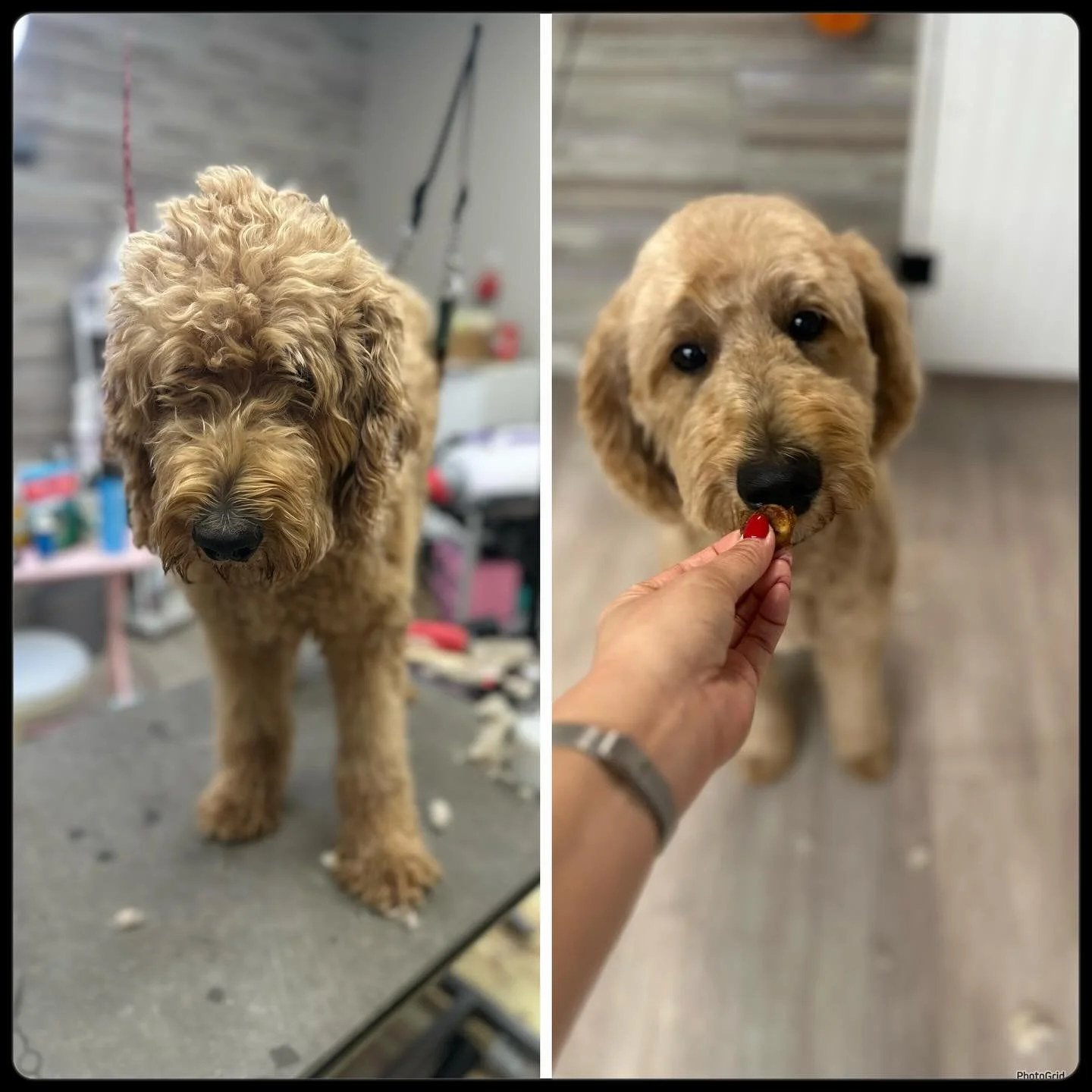 Annie found her forever home with my current client. She&rsquo;s very sweet and so beautiful! 🩷🐶🩷 
#raleighdoggrooming #raleighdoggroomer #groomer #doggroomer #grooming #doggrooming #raleigh #doodle #doodlesofinstagram #doodlesofraleigh #dogsofral