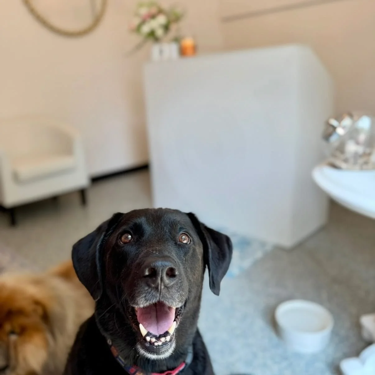 Big milestone! You can now find us at 212 Powell Drive, Suite 116! 🥳❤️🐶 #cagefreegrooming #doggrooming #newlocation #grooming #raleighgrooming #happydogs #raleighlocalbusiness #raleighnc #raleigh #raleighgroomer