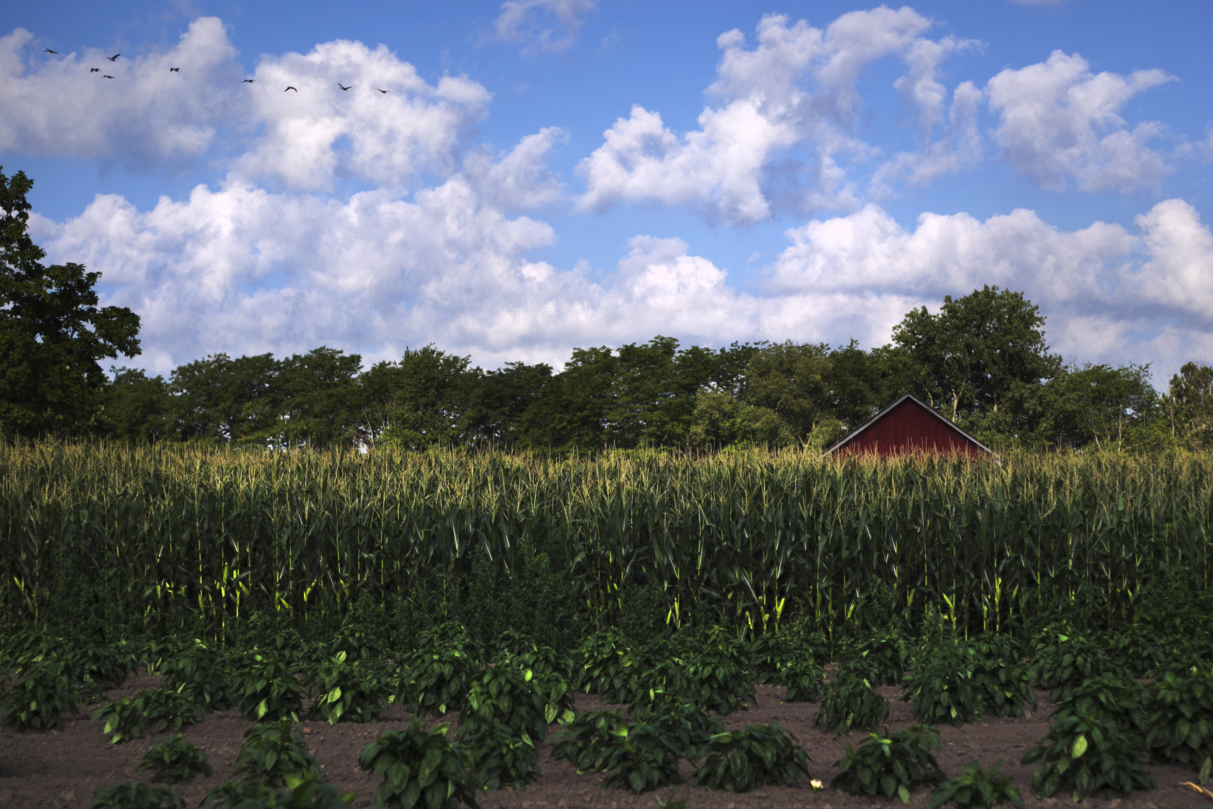  A shed peeks above the corn line on a family farm near Sylvania, Ohio. With Ohio widely considered a swing state, politicians from both parties are campaigning hard to influence voters in small towns as the 2012 election draws nearer.
 