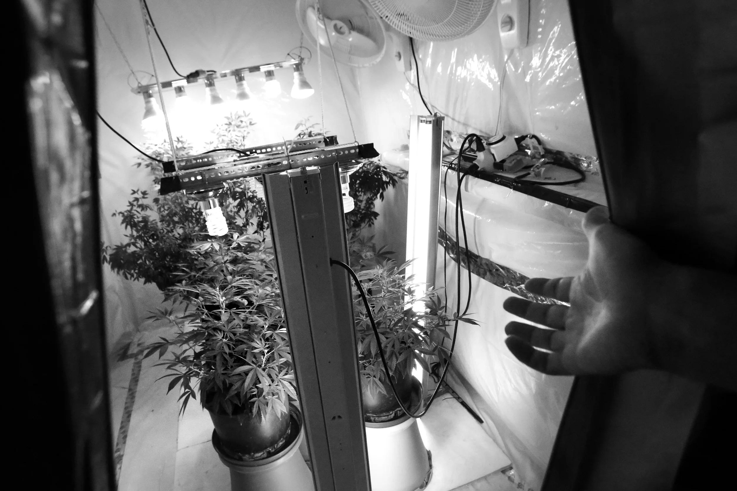  John Evans pulls back the plastic sealing off one of his medical marijuana growing rooms in the basement of his home near Ann Arbor, Mich. Evans grows marijuana with almost no THC. Instead, his contains more CBD, a chemical compound that has been sh