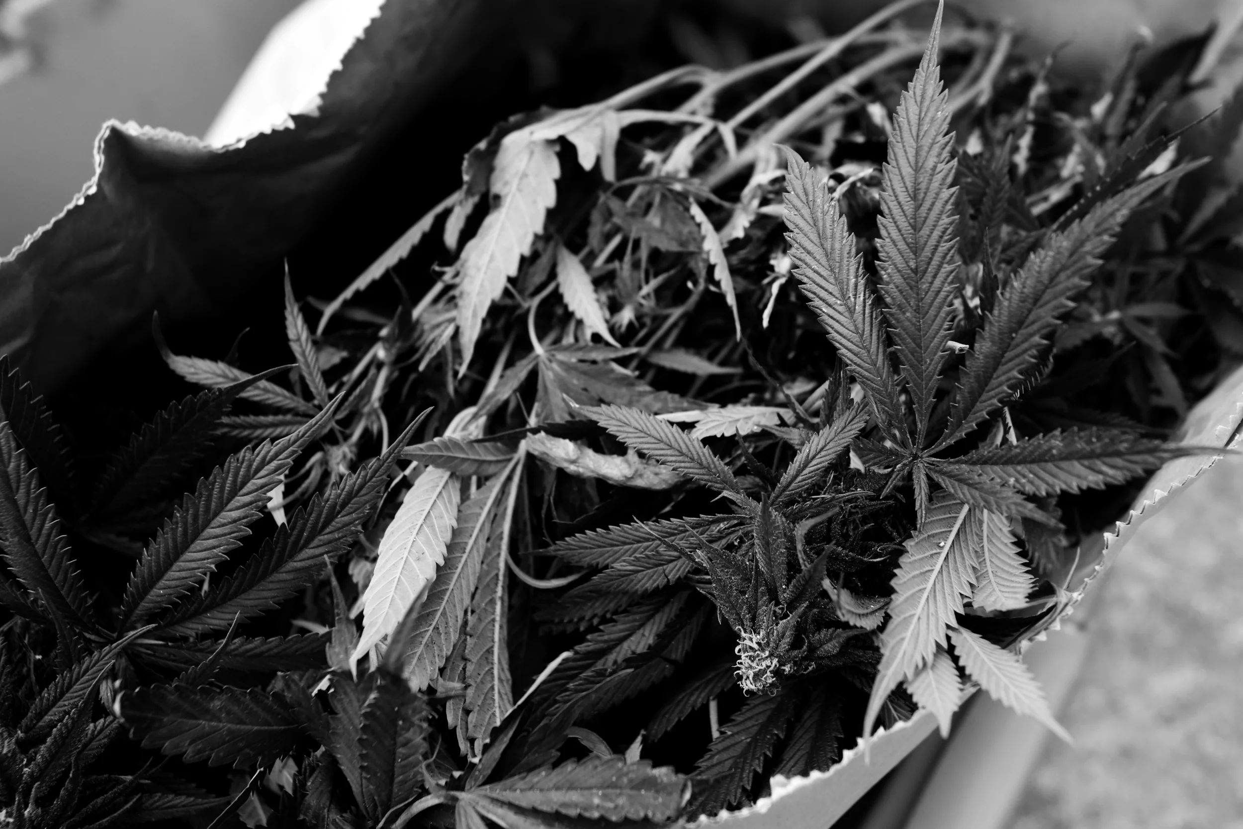  Marijuana confiscated by Toledo Narcotics and SWAT officers from a house at 3034 S. Byrne Road in South Toledo on April, 12 sits in bags outside the property. Police valued the confiscated materials, including up to 65 hydroponic marijuana plants, s